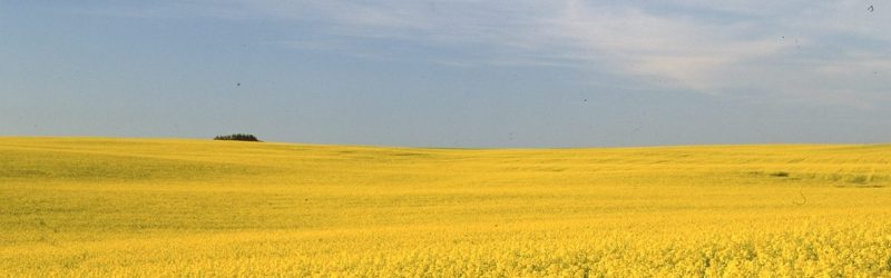 canola field blooming