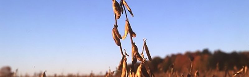 mature soybean