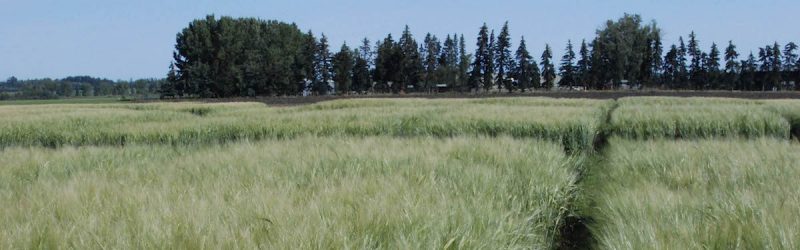 feed barley plots