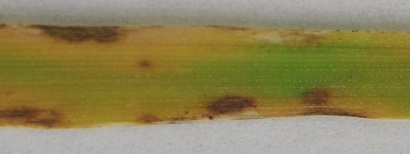 oat leaf blotch