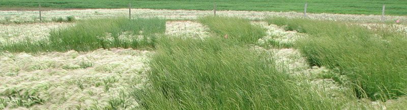 AC Saltlander foxtail barley