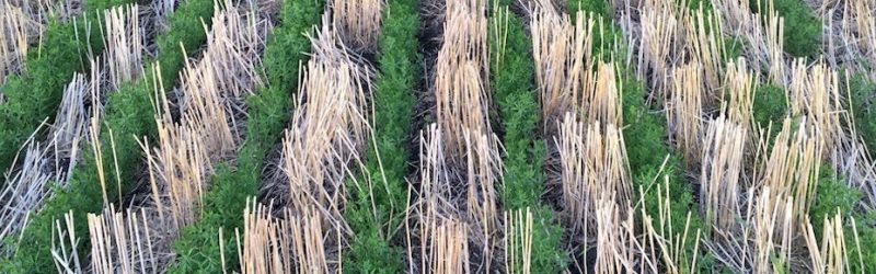 seedling flax