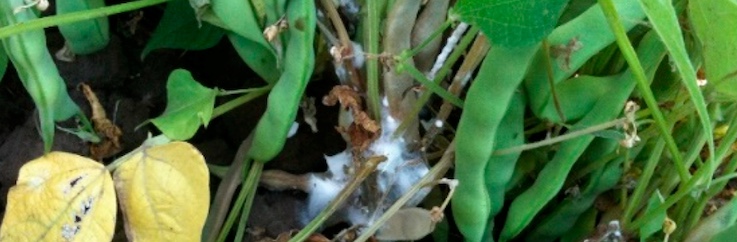white mould on dry bean
