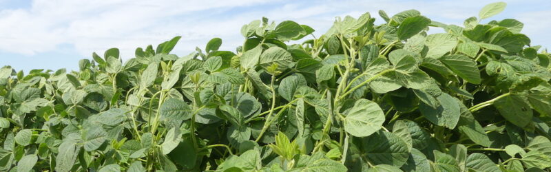 soybean vegetative