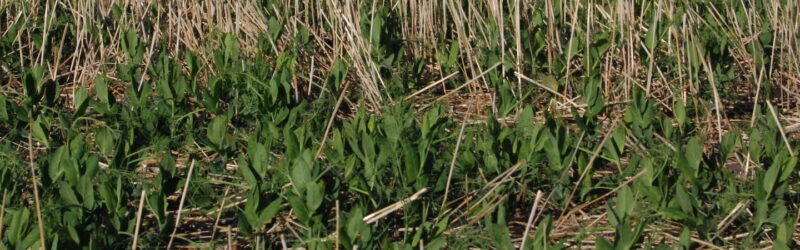 field pea in wheat stubble