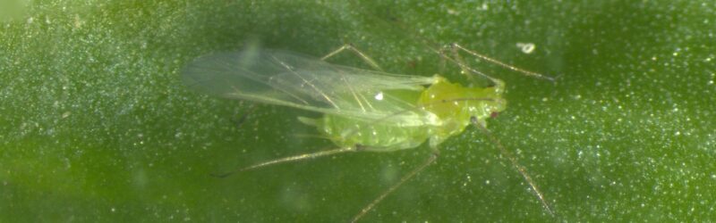pea aphid