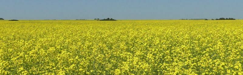 canola field blooming