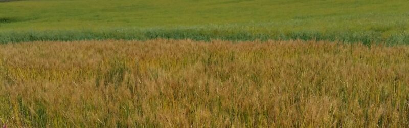 Wheat Cu and Zn fertilization plots
